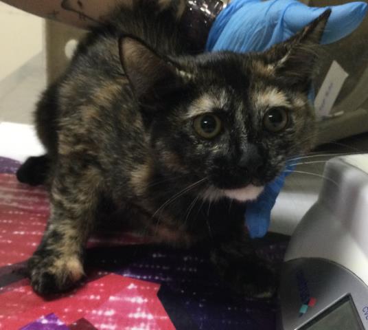 Shelter Stray Female Cat last seen Near BLOCK VAN BUREN BLVD, RIVERSIDE, CA 92503, 6851 Van Buren Boulevard, Jurupa Valley, CA 92509, USA