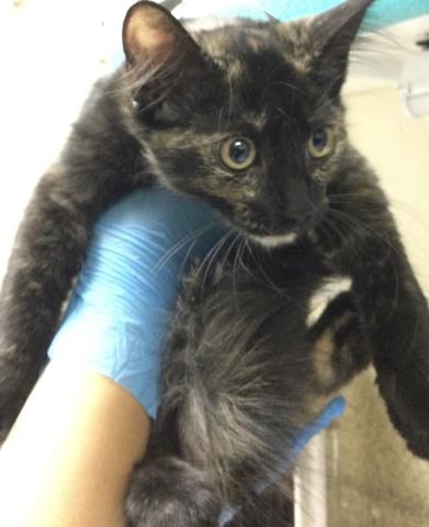 Shelter Stray Female Cat last seen Near BLOCK VAN BUREN BLVD, RIVERSIDE, CA 92503, 6851 Van Buren Boulevard, Jurupa Valley, CA 92509, USA