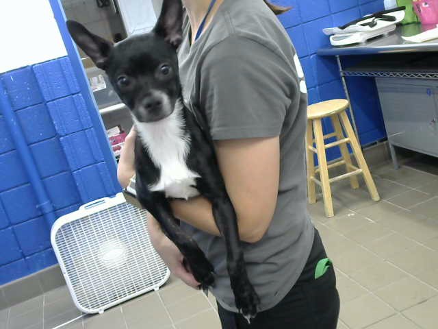Shelter Stray Female Dog last seen MONTOMGERY & SAN MATEO, 8920 Lomas Blvd NE, Albuquerque, NM 87112, USA