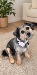 Reunited Female Dog last seen Lauderdale isles, Fort Lauderdale, FL 33312