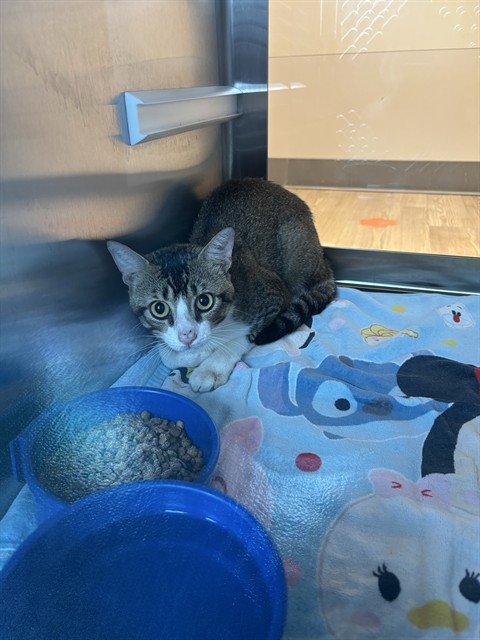 Shelter Stray Unknown Cat last seen MAGNOLIA PKWY, 8311 Freedom Dr, Pearland, TX 77581, USA