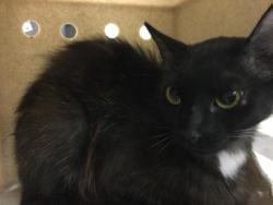 Shelter Stray Female Cat last seen Near BLOCK VAN BUREN BLVD, JURUPA VALLEY CA 92509, 6851 Van Buren Boulevard, Jurupa Valley, CA 92509, USA