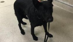 Shelter Stray Male Dog last seen Near BLOCK ELSWORTH ST, MORENO VALLEY, CA, 6851 Van Buren Boulevard, Jurupa Valley, CA 92509, USA