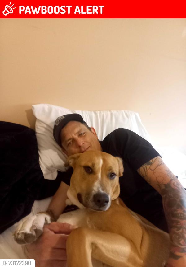 Lost Female Dog last seen Harris and hammond, Pitt Meadows, BC V3Y 1C3