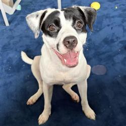 Shelter Stray Female Dog last seen Near BLOCK GROVEHILL, 4710 TX-151, San Antonio, TX 78227, USA