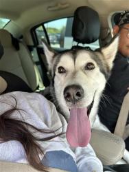 Shelter Stray Male Dog last seen , 4710 TX-151, San Antonio, TX 78227, USA