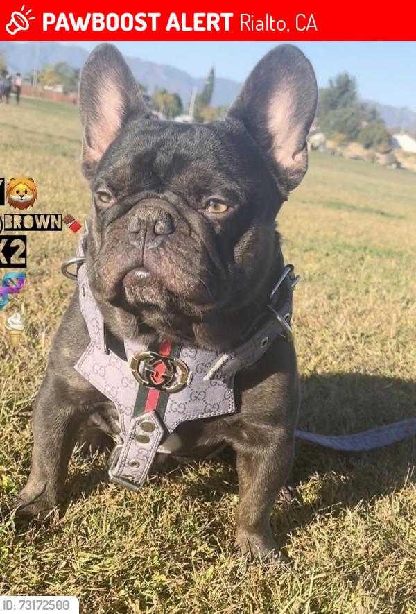 Lost Male Dog last seen Willow, lilac & foothill, Rialto, CA 92376
