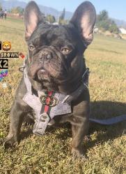 Lost Male Dog last seen Willow, lilac & foothill, Rialto, CA 92376
