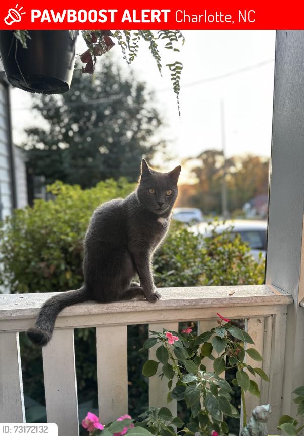 Lost Male Cat last seen Parkway Ave & Effingham Rd, Charlotte, NC 28208