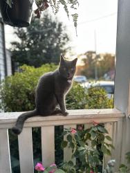 Lost Male Cat last seen Parkway Ave & Effingham Rd, Charlotte, NC 28208
