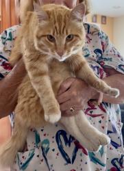 Reunited Male Cat last seen Center/ Castro Valley Blvd, Castro Valley, CA 94546