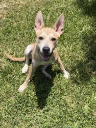 Found/Stray Female Dog last seen Regency Place, Wroxton Road, San Antonio, TX 78217