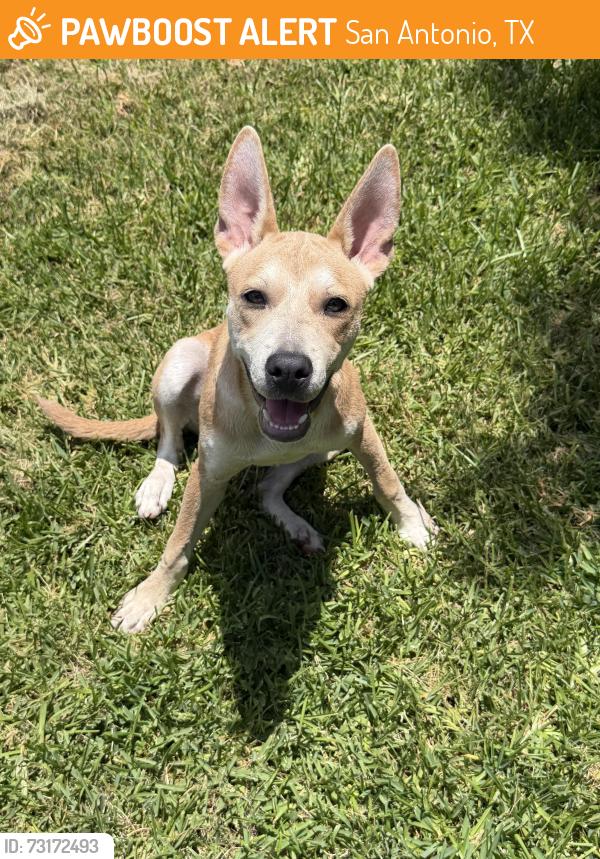 Found/Stray Female Dog last seen Regency Place, Wroxton Road, San Antonio, TX 78217