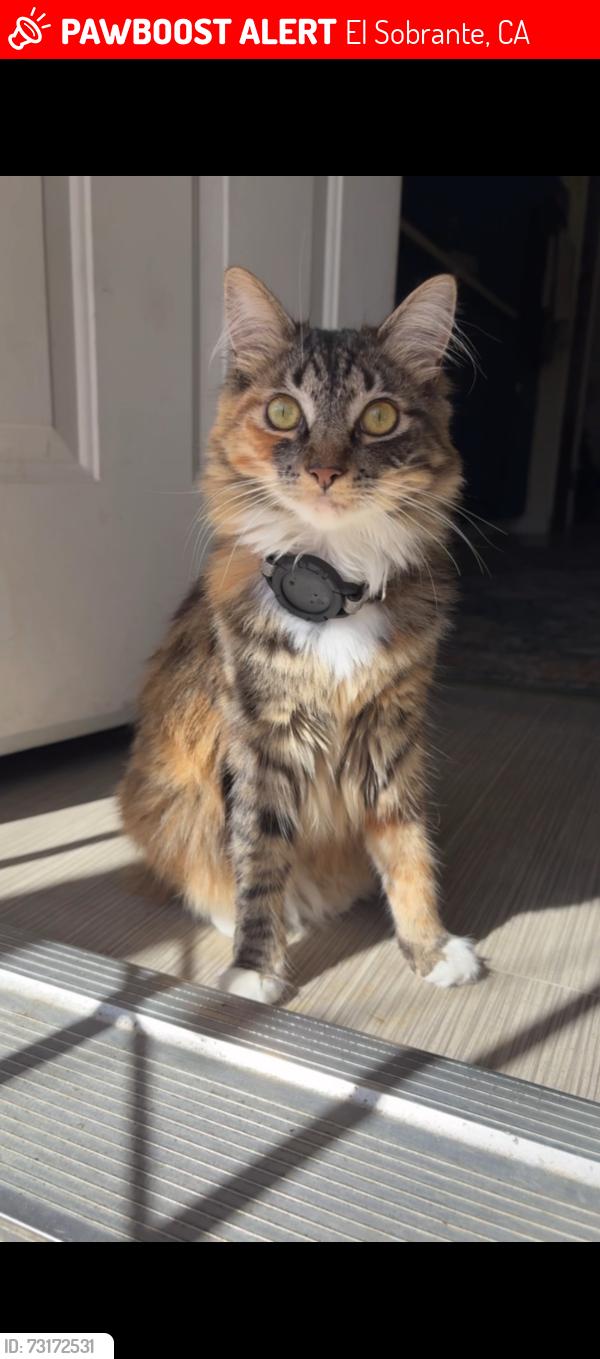 Lost Female Cat last seen Allview ave., El Sobrante, CA 94803