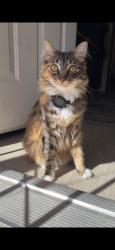 Lost Female Cat last seen Allview ave., El Sobrante, CA 94803