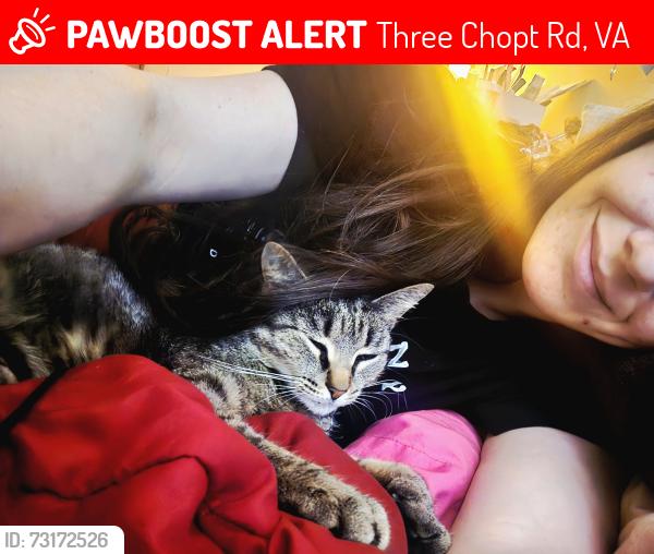 Lost Female Cat last seen Three chopt west apmts, Three Chopt Rd, VA 23229