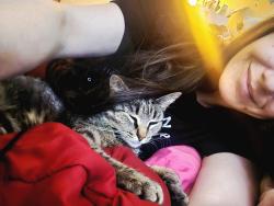 Lost Female Cat last seen Three chopt west apmts, Three Chopt Rd, VA 23229