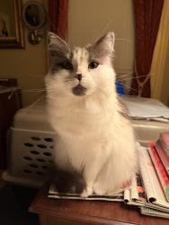 Lost Female Cat last seen Oak street alameda, Alameda, CA 94501