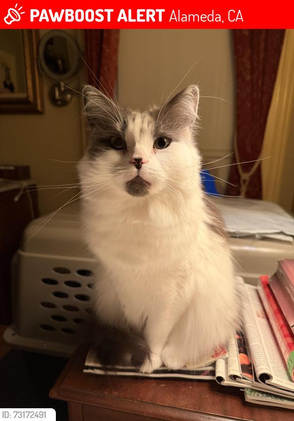 Lost Female Cat last seen Oak street alameda, Alameda, CA 94501