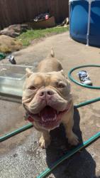 Lost Male Dog last seen Near E 24th Pl, Tulsa, OK 74146