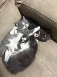 Found/Stray Unknown Cat last seen Near, Haltom City, TX 76117