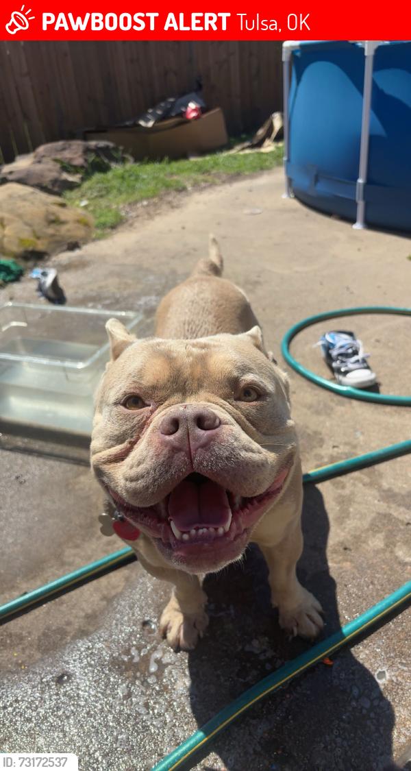Lost Male Dog last seen Near E 24th Pl, Tulsa, OK 74146