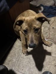 Reunited Female Dog last seen Hey 11, Campobello, SC 29322