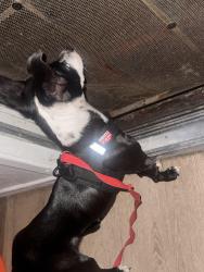 Reunited Male Dog last seen Meek Park, Hayward, CA 94541