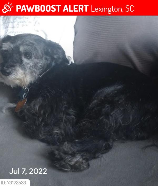 Lost Male Dog last seen Landmark, Lexington, SC 29073