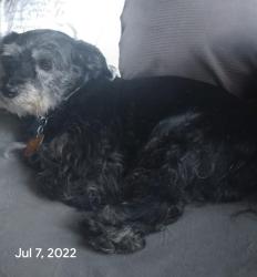 Lost Male Dog last seen Landmark, Lexington, SC 29073