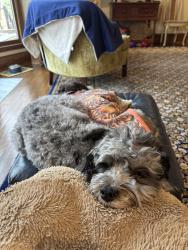 Reunited Male Dog last seen S Manlius St, Fayetteville, Fayetteville, NY 13066