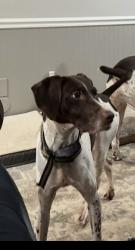Reunited Female Dog last seen Faucette Farms Rd and Turner Smith Rd, Browns Summit, NC 27214