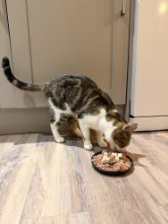 Reunited Male Cat last seen Stubbington Avenue/Kirby Road/Chelmsford Road, Portsmouth, England PO2 0JZ