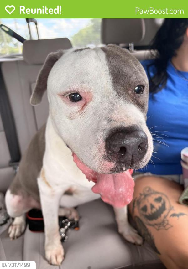 Reunited Male Dog last seen Hypoluxo and Lawrence, Boynton Beach, FL 33436