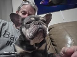 Reunited Female Dog last seen Near Ave north and 37th street, St. Petersburg, FL 33713