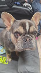 Lost Male Dog last seen El vedado ave, Orlando, FL 32807