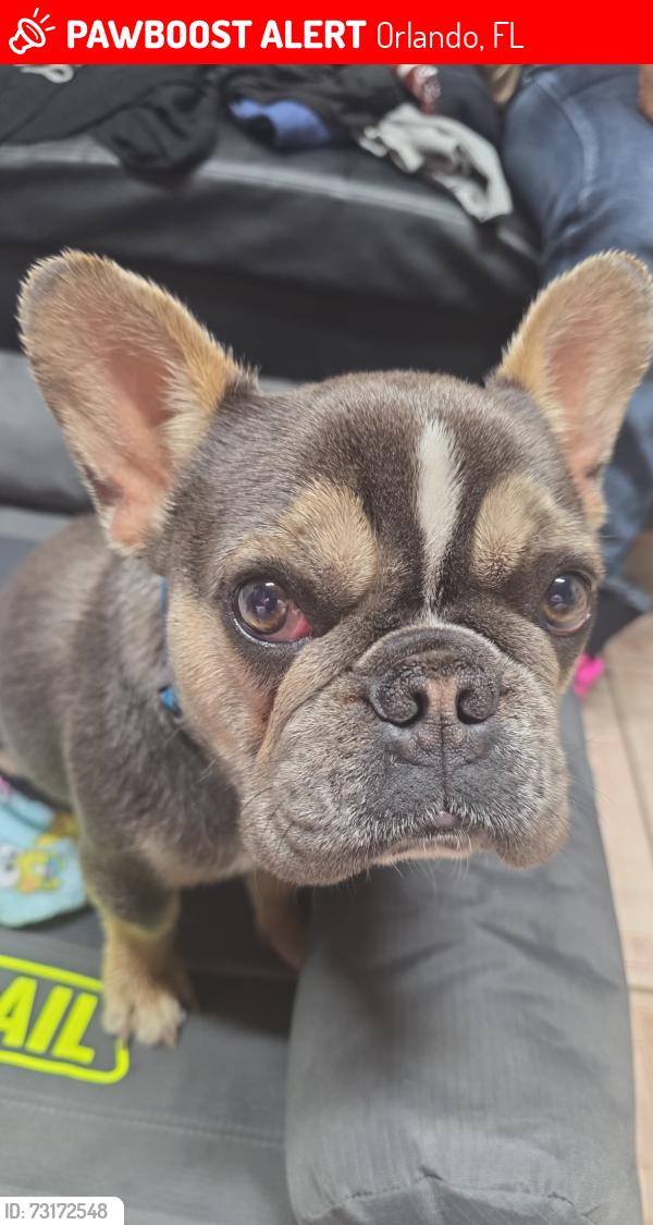 Lost Male Dog last seen El vedado ave, Orlando, FL 32807