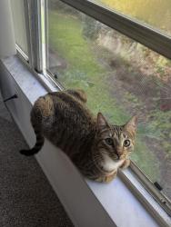 Reunited Female Cat last seen oak haven dr, Orlando, FL 32839