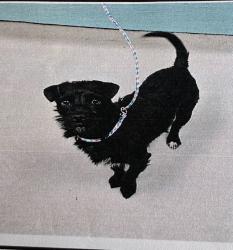 Lost Female Dog last seen Dollar tree, Sun Valley, NV 89433