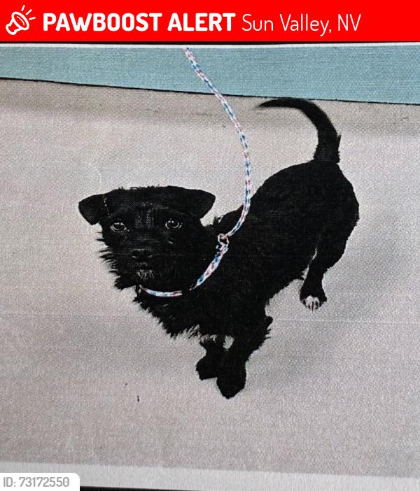 Lost Female Dog last seen Dollar tree, Sun Valley, NV 89433