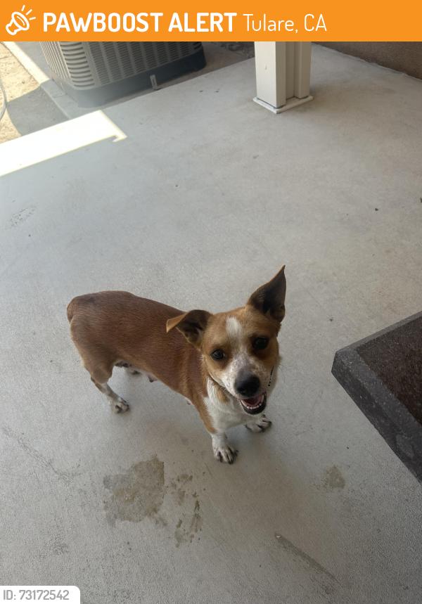 Found/Stray Female Dog last seen Tulare and West street, Tulare ca, Tulare, CA 93274