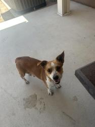 Found/Stray Female Dog last seen Tulare and West street, Tulare ca, Tulare, CA 93274