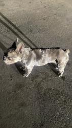 Lost Female Dog last seen Mojave and Tioga, Dallas, TX 75241