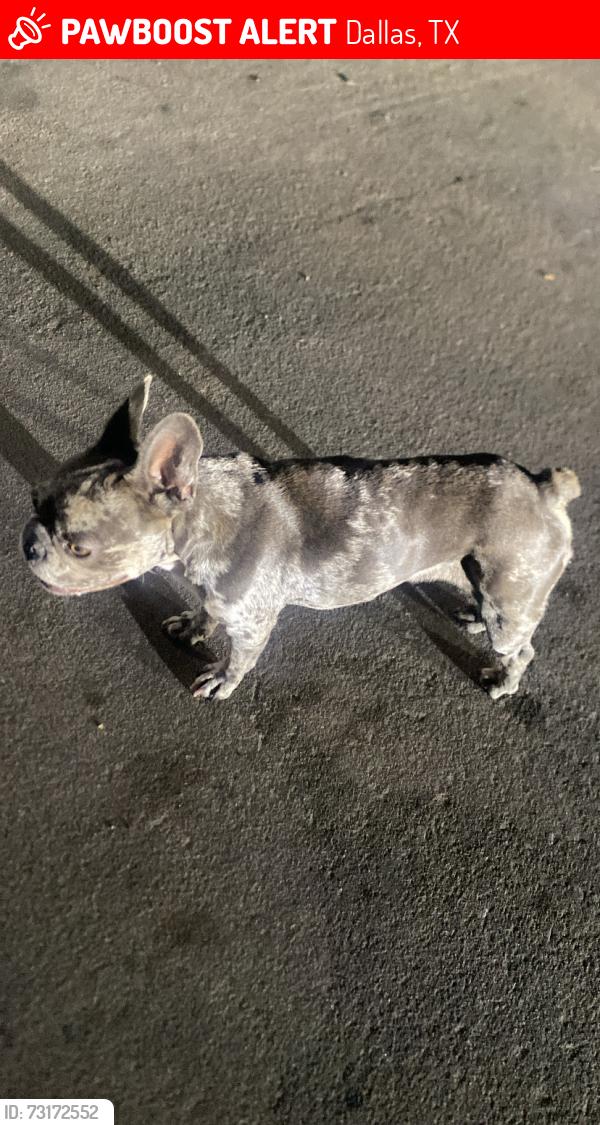 Lost Female Dog last seen Mojave and Tioga, Dallas, TX 75241