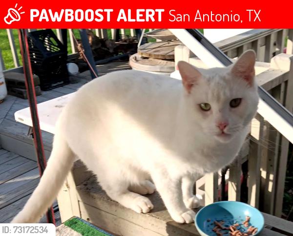 Lost Male Cat last seen Palo Alto rd., San Antonio, TX 78211