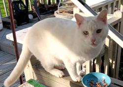 Lost Male Cat last seen Palo Alto rd., San Antonio, TX 78211