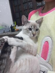 Lost Female Cat last seen R Ernesto Fogo, Jardim Colorado, SP 03387-170