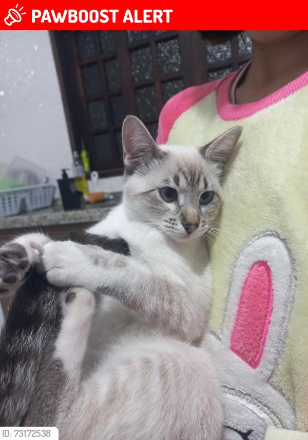 Lost Female Cat last seen R Ernesto Fogo, Jardim Colorado, SP 03387-170