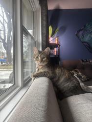 Lost Female Cat last seen 29th Ave N & Ewing, Minneapolis, MN 55422