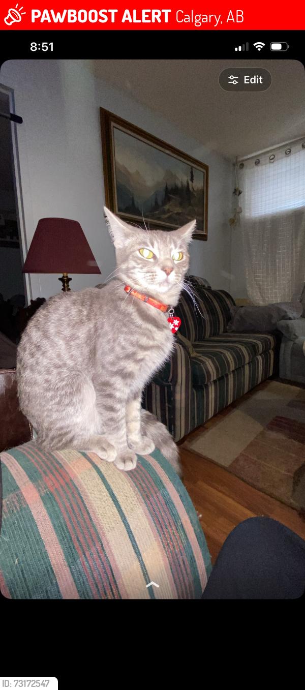 Lost Male Cat last seen chinook, Calgary, AB 